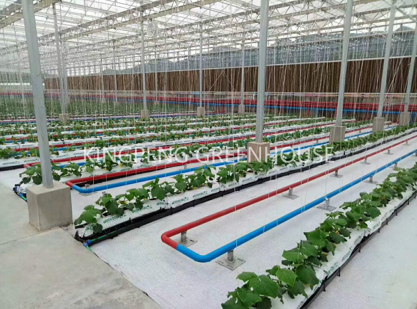 农业园区综合体：中国的温室业务何去何从？